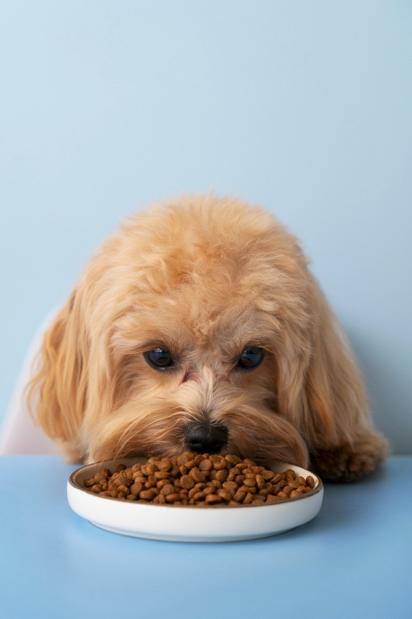 Dog Food